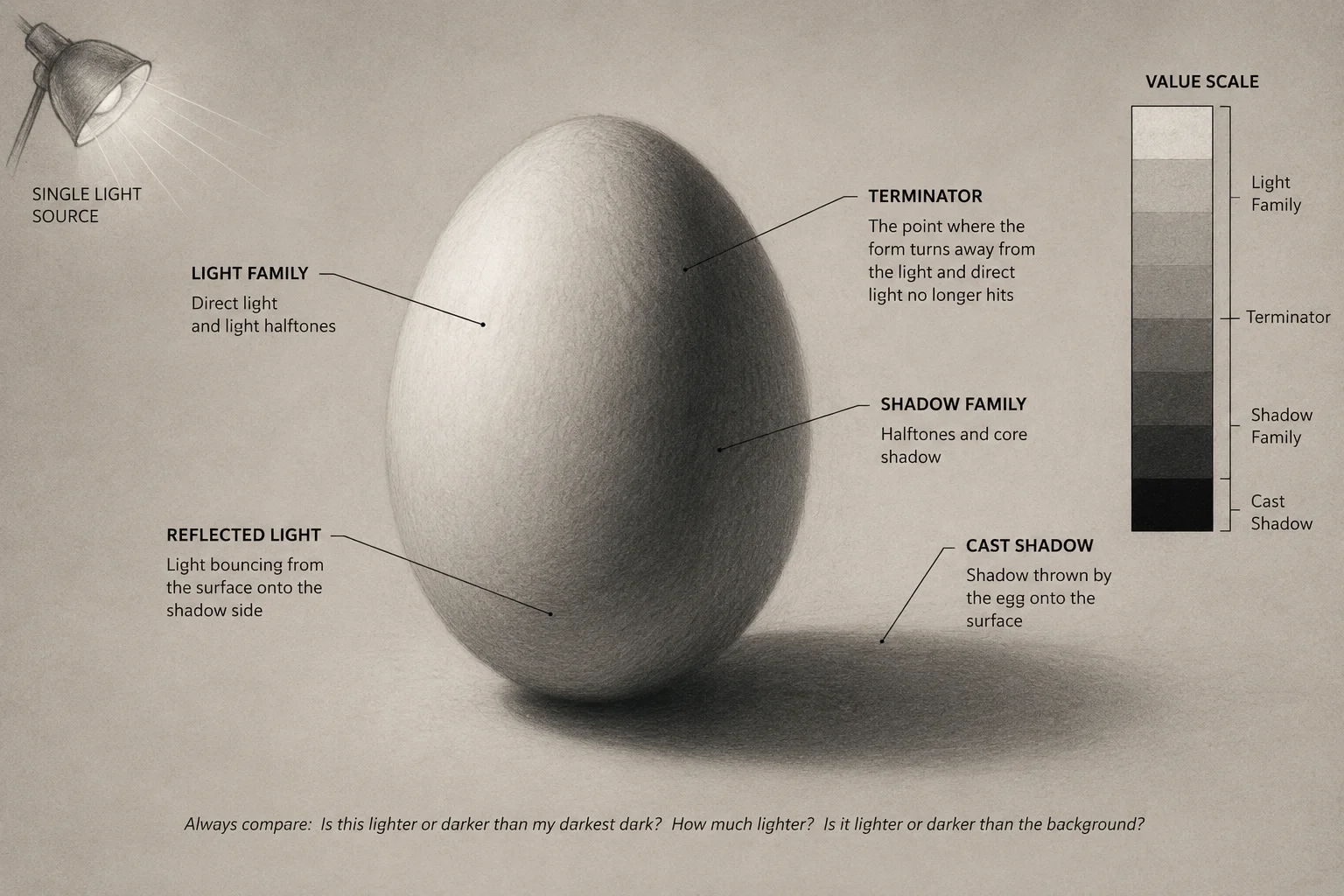 Diagram of an egg under a single lamp with the terminator, light family, shadow family, reflected light and cast shadow labelled, next to a value scale divided into the two families.